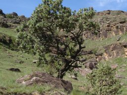 Protea roupelliae subsp. roupelliae